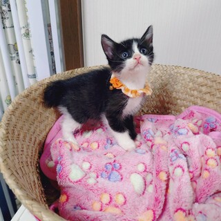 ハチコちゃん(生後約2ヶ月)