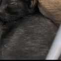 生後3ヶ月白黒猫