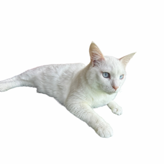 里親募集。人懐っこい男の子