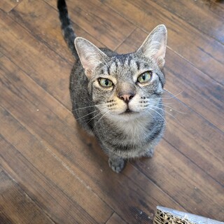 性格◎のイケメンきじとら源太くん