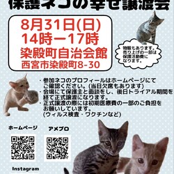 もふもふ西宮　ほごねこの幸せ譲渡会