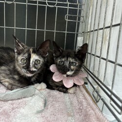 もふもふ西宮　ほごねこの幸せ譲渡会 サムネイル3