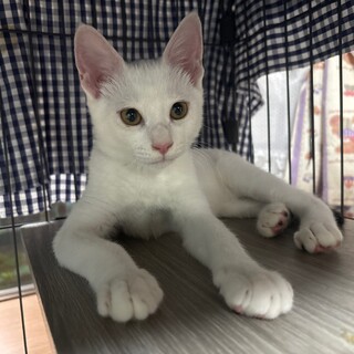 白猫　長い尻尾は柄あり