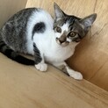 保護猫ちゃん姉妹ちゃん