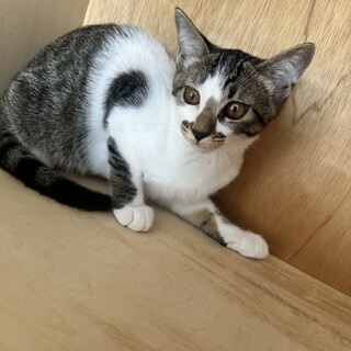 保護猫ちゃん姉妹ちゃん