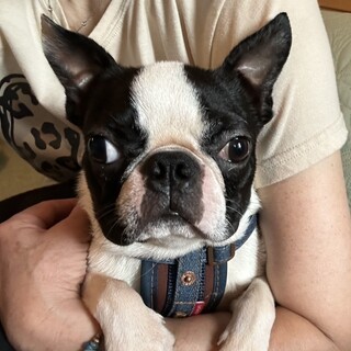 可愛さ満載❣️　小さな1歳のボストンテリア
