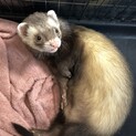  【里親募集】フォクシーフェレット