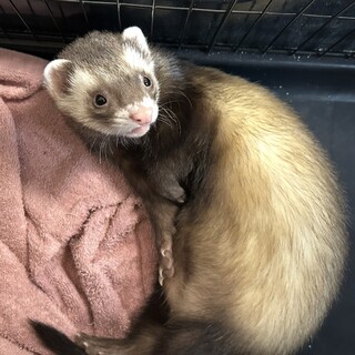  【里親募集】フォクシーフェレット