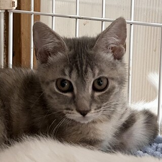 【8/24 東日本橋】お目々ぱっちり♡ビアンちゃん