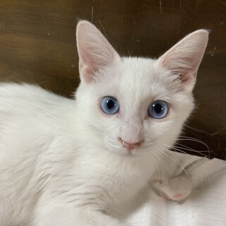 11/23 東日本橋 ブルーアイ♡スコットくん