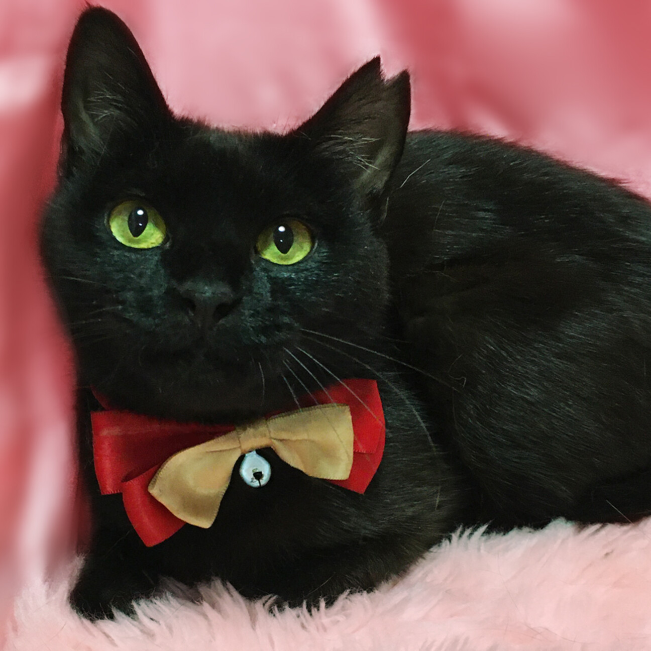 丸顔まんまるお目々の黒」千葉県 - 猫の里親募集(523687) :: ペット