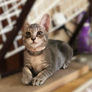 ★里親様決定★ニャンプロ大好き！おてんば♥ゆめ