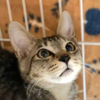 ★里親様決定★少し怖がり寂しがり屋さん♥チョコくん