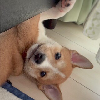 【相談中】かわいい子犬　ぼんちゃんくん　2ヶ月