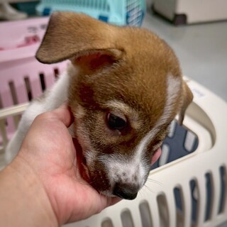 【相談中】かわいい子犬　よいちくん　2ヶ月