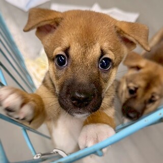 【相談中】かわいい子犬　YOYOくん　2ヶ月