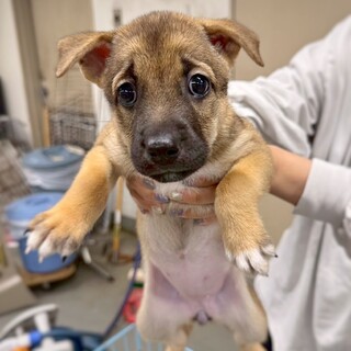 かわいい子犬　わたあめちゃん　2ヶ月