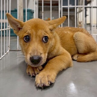 【相談中】かわいい子犬　こうわくん　2ヶ月