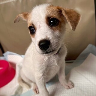 かわいい子犬　たいへいくん　2ヶ月