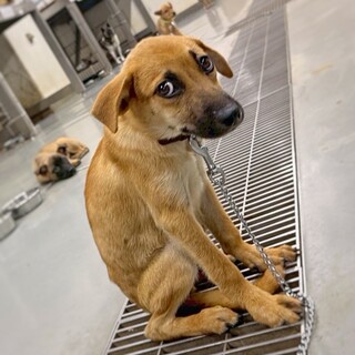 【相談中】かわいい子犬　ヒダリくん　3ヶ月