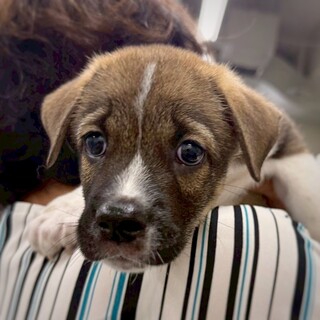 【相談中】かわいい子犬　やたいくん　2ヶ月