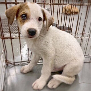 かわいい子犬　あんたいくん　2ヶ月