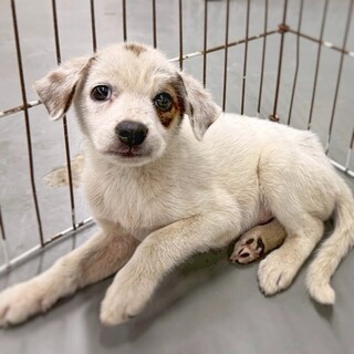 かわいい子犬　あんねいちゃん　2ヶ月