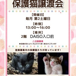 島忠ホームズ川崎大師店　譲渡会