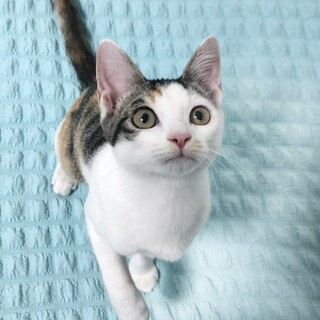 とっても親しい子猫❤️小鈴ちゃん