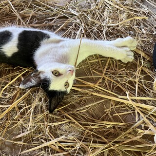 ハチワレのテイくん