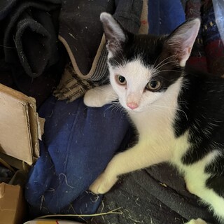 ハチワレのバンくん