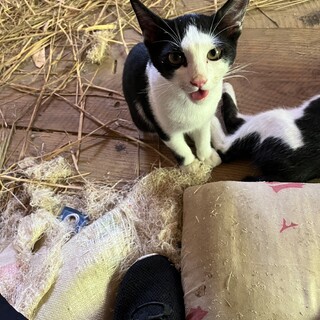 ハチワレのシンくん