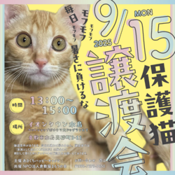 保護猫譲渡会（予約不要）