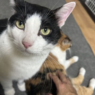 ハチワレの激甘えん坊の男の子。大型猫さん