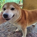 柴犬男の子