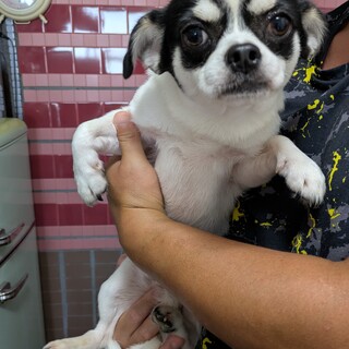 スムースチワワ　1歳　男の子♂