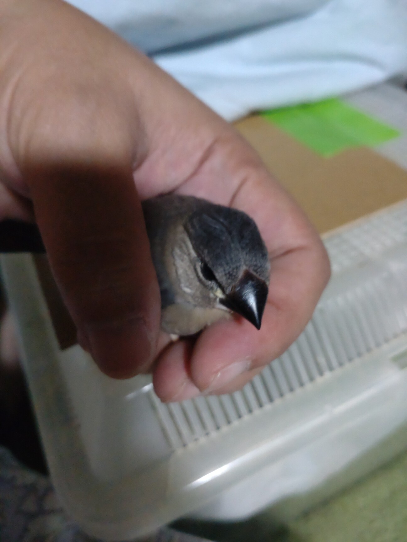 桜文鳥雛3羽、複数引取可。」神奈川県 - 鳥の里親募集(523716