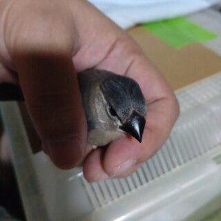 桜文鳥雛3羽、複数引取可。