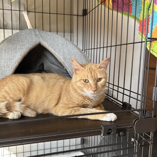 優しくて大人しいママ ななちゃん