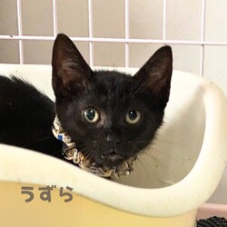 猫の譲渡会　in　名古屋市昭和生涯学習センター サムネイル2