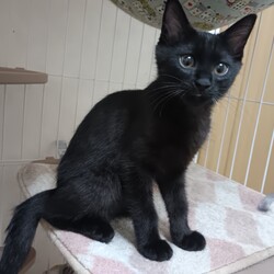 猫の譲渡会　in　名古屋市昭和生涯学習センター サムネイル3