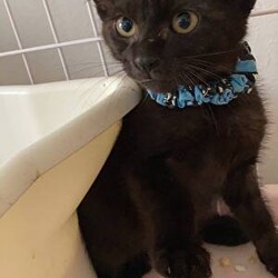 猫の譲渡会　in　名古屋市昭和生涯学習センター サムネイル2