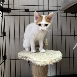 とぼけ顔でやんちゃ ぶんくん