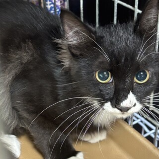 黒白タキシード？の男の子