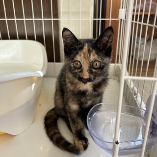 ちょっと怖がりだけど 穏やかな かこちゃん