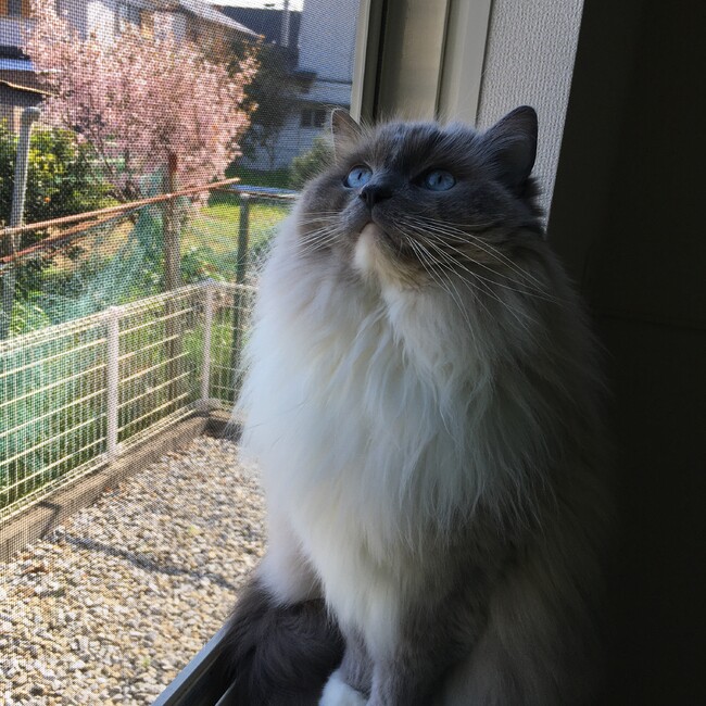 MizKKzのカバー写真