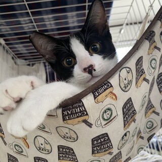 黒白ハチワレちゃん・男の子