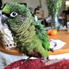 やきさば