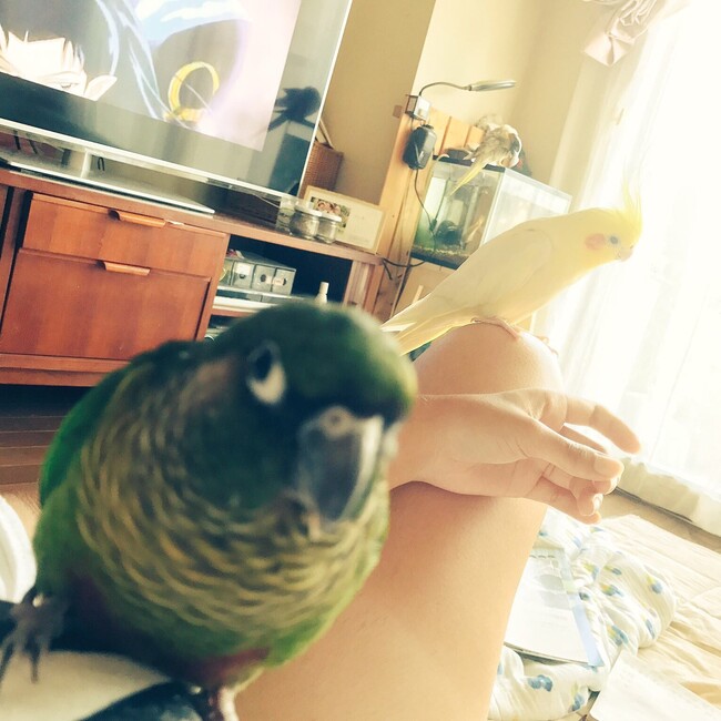 やきさばのカバー写真