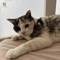 シーちゃん里親募集